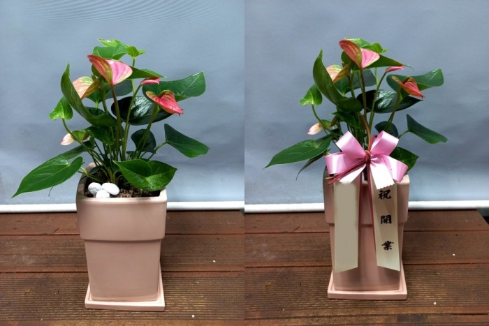 ����ȭ�� �Ƚø��� Ź���