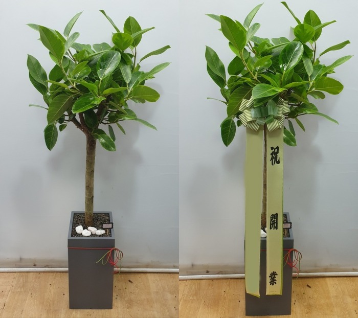 ����ȭ�� �𰥰�������