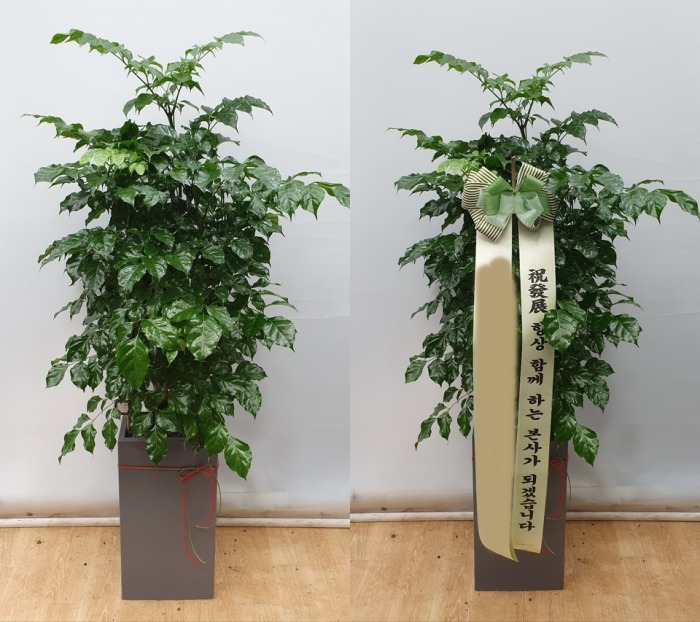 ����ȭ�� �캸��