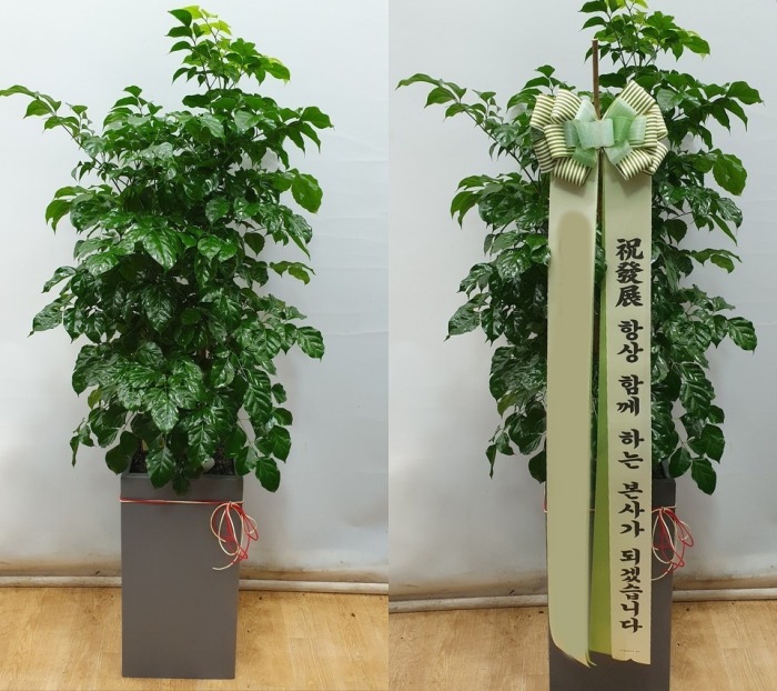 ����ȭ�� �캸��