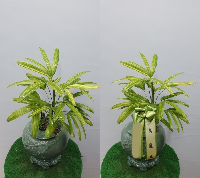 ����ȭ�� ��Ȳ��