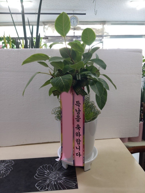 ����ȭ�� �𰥰������� Ź���