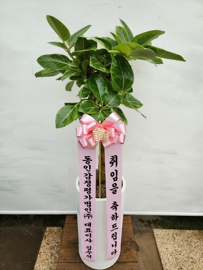 ����ȭ�� �𰥰�������