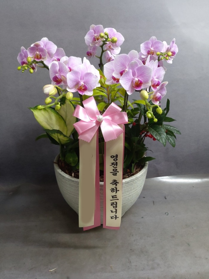 ����� �̴�ȣ��