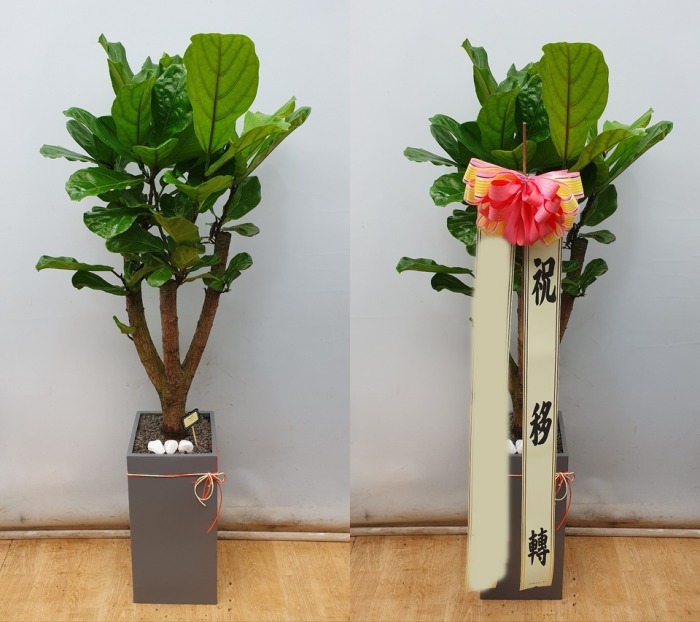 ����ȭ�� ������������