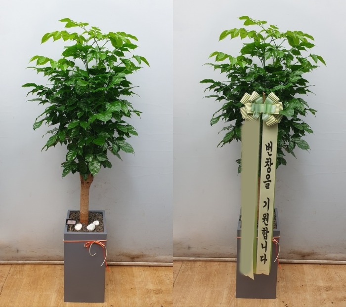 ����ȭ�� �캸��