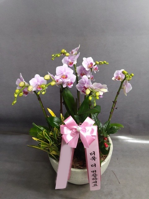 ����� �̴�ȣ��