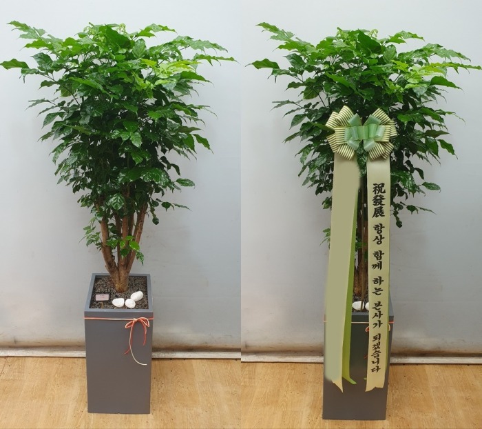 ����ȭ�� �캸��