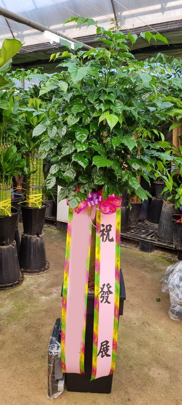 ����ȭ�� �캸��