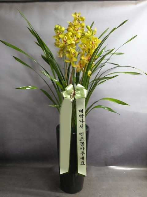 ����� �ɺ���