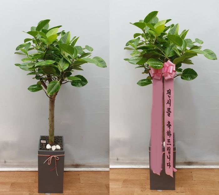 ����ȭ�� �𰥰�������