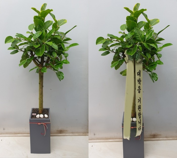 ����ȭ�� �𰥰�������