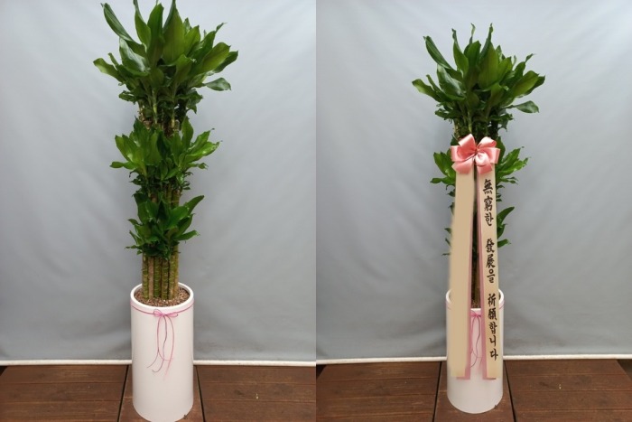 ����ȭ�� Ȳ����