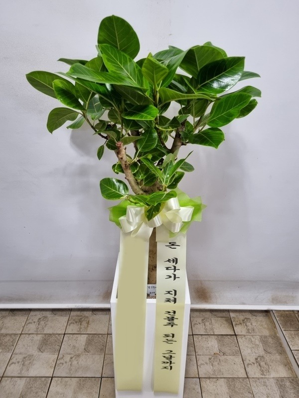 ����ȭ�� �𰥰�������