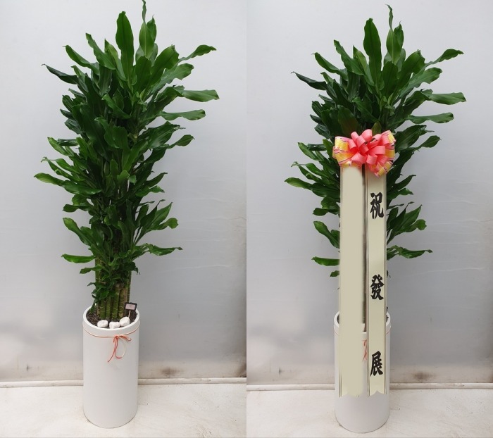 ����ȭ�� Ȳ����