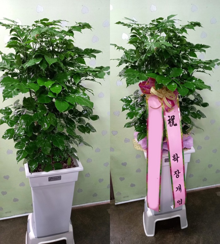 ����ȭ�� �캸��