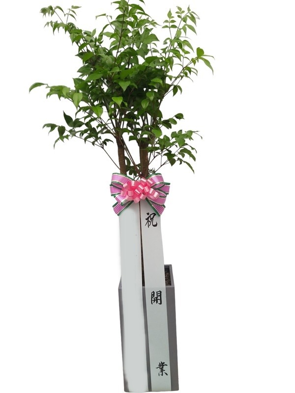 ����ȭ�� ����Ʈ��