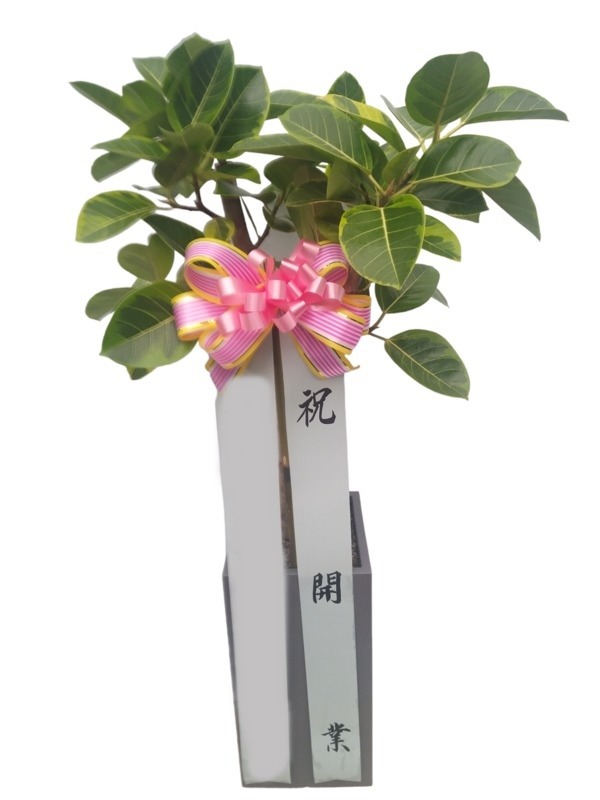 ����ȭ�� �𰥰�������