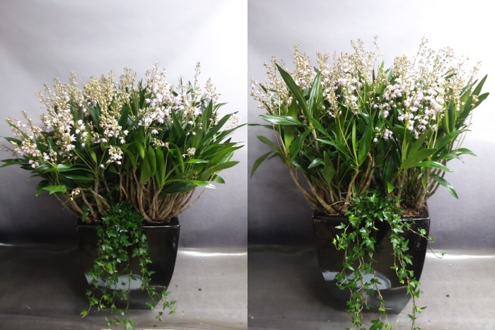 ����� ���Ƴ�