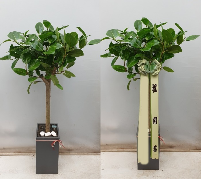 ����ȭ�� �𰥰�������