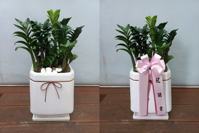 ����ȭ�� ���������� Ź���