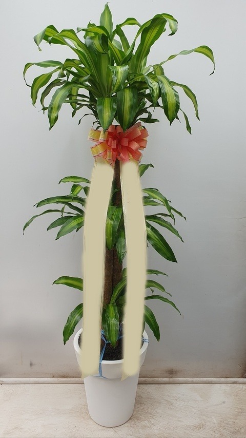 ����ȭ�� ���� �а���