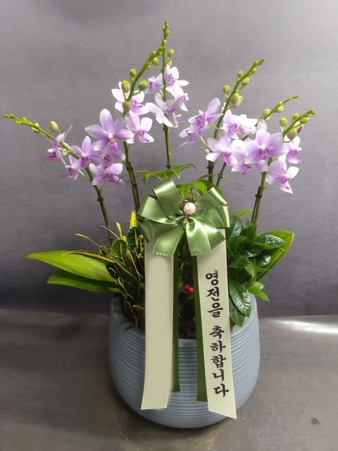 ����� �̴�ȣ��