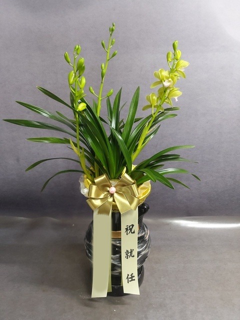 ����� ���Ƴ�