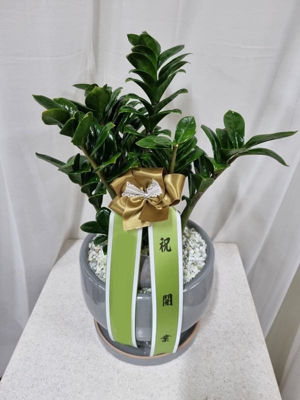 ����ȭ�� ���������� Ź���