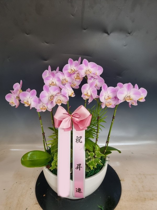 ����� �̴�ȣ��