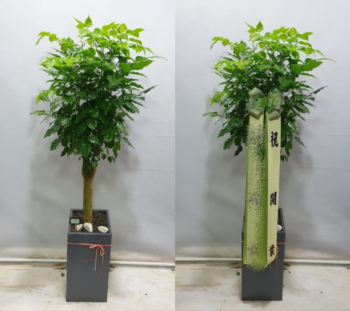 ����ȭ�� �캸��