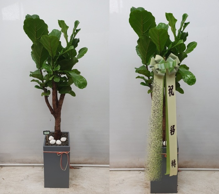 ����ȭ�� ������������