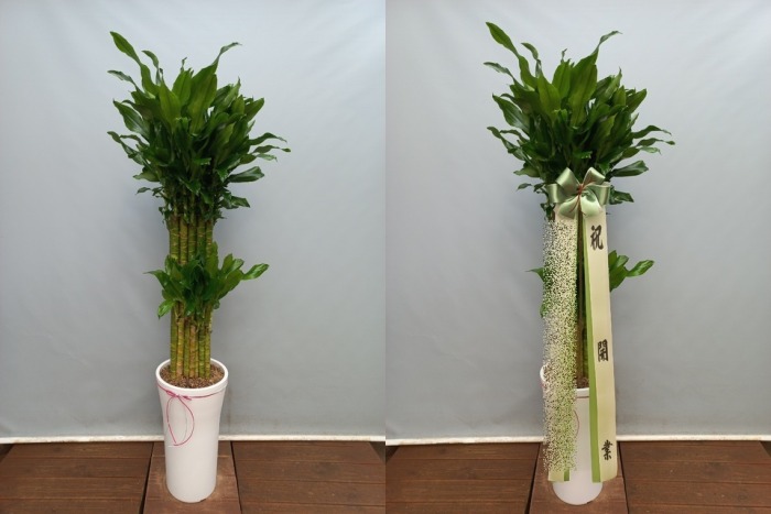 ����ȭ�� Ȳ����