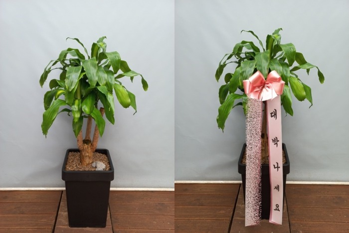 ����ȭ�� ���� ����