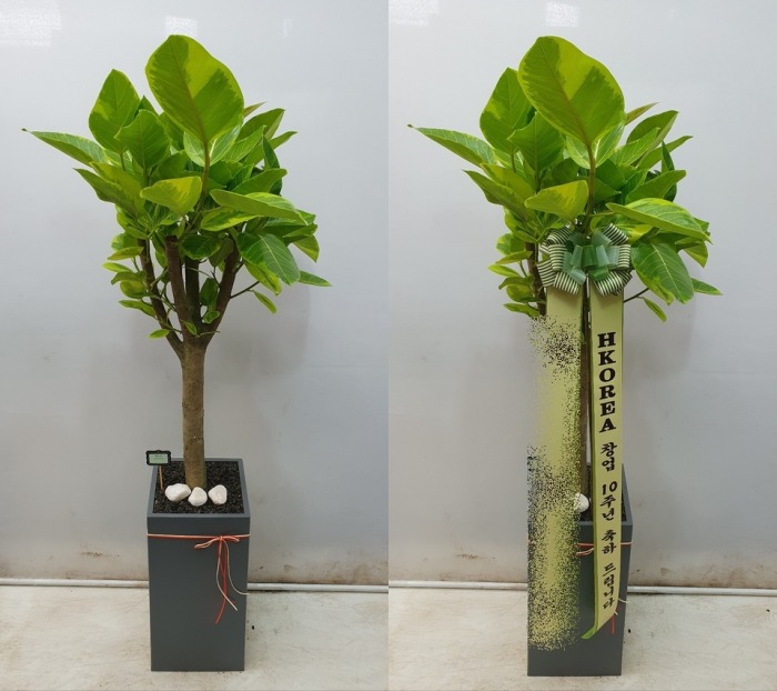 ����ȭ�� �𰥰�������