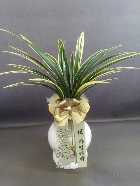 ����� Ȳ������