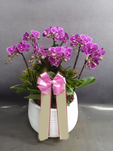 ����� �̴�ȣ��