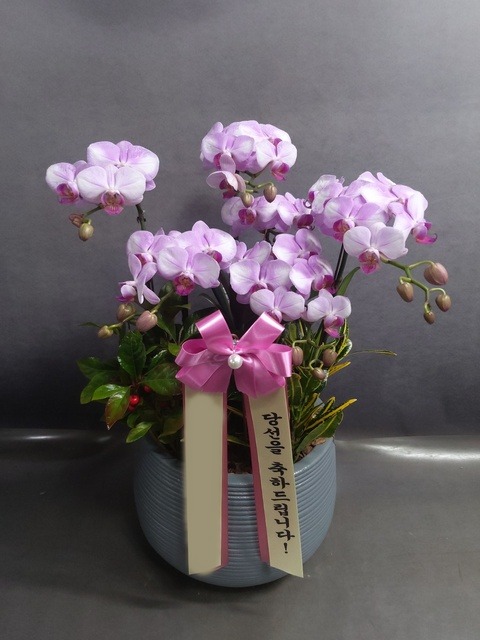 ����� �̴�ȣ��