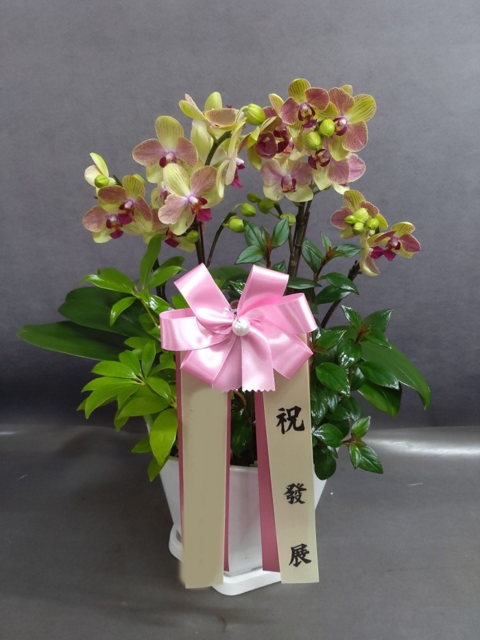 ����� �̴�ȣ��