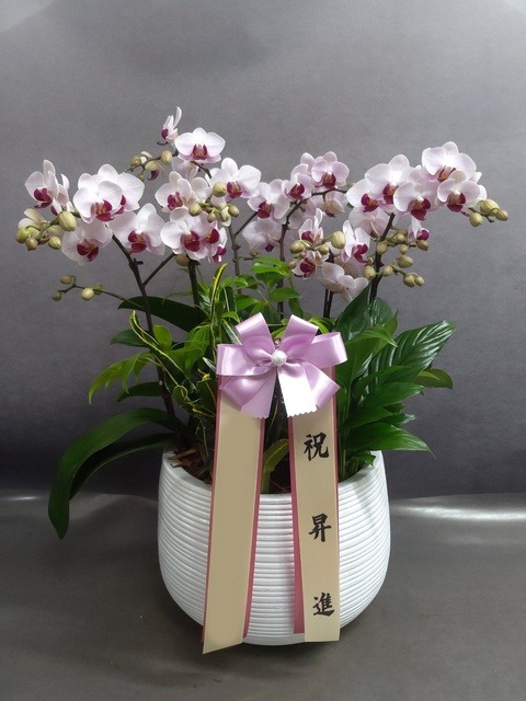 ����� �̴�ȣ��