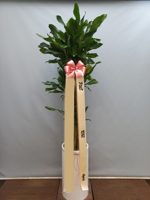 ����ȭ�� Ȳ����