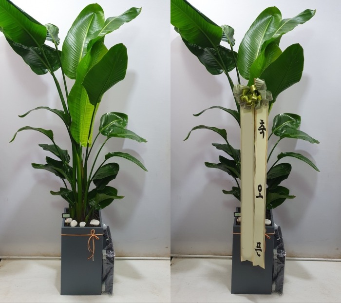 ����ȭ�� �ض���