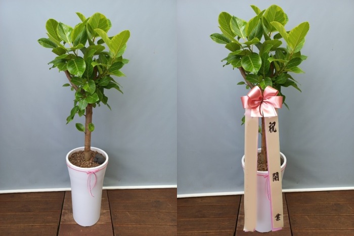 ����ȭ�� �𰥰�������