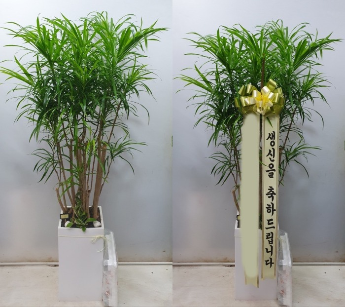 ����ȭ�� �ڹ�