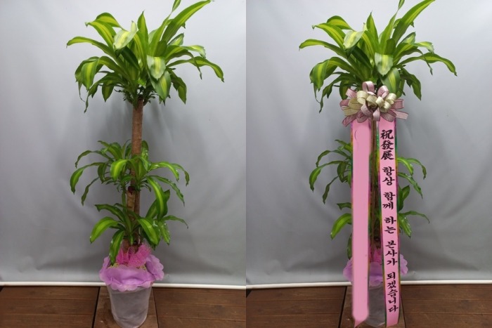 ����ȭ�� ���� ��������