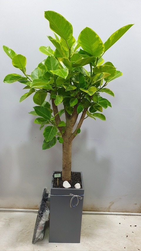 ����ȭ�� ��