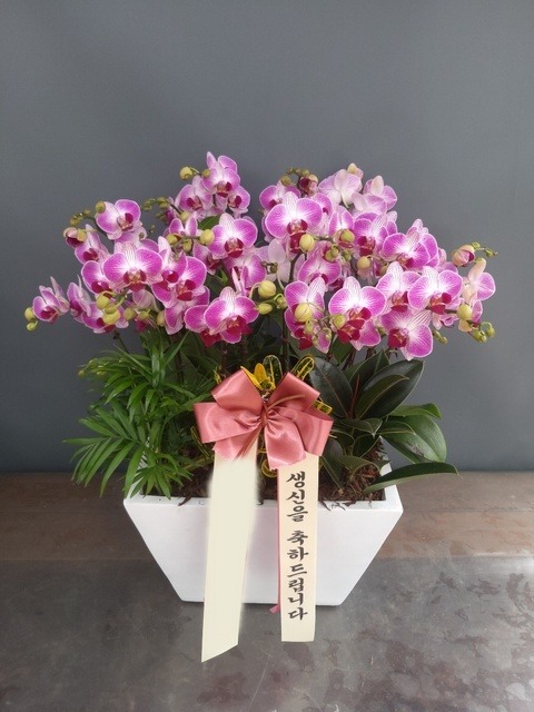 ����� �̴�ȣ��