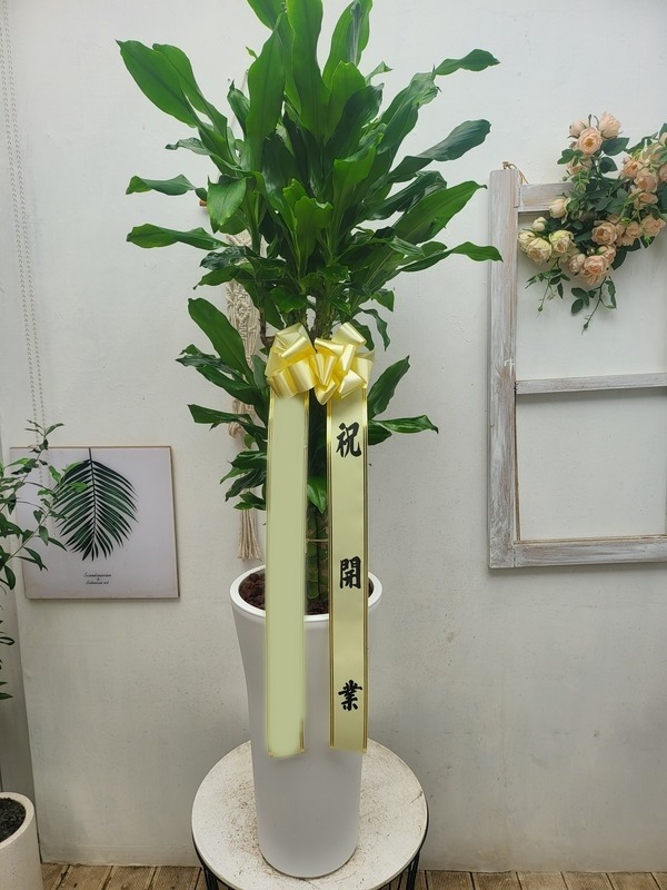 ����ȭ�� Ȳ����