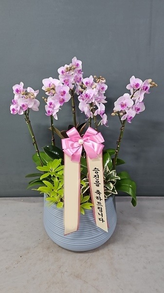 ����� �̴�ȣ��