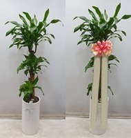 ����ȭ�� ���� �а���